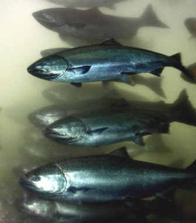 Salmon pass through the Bonneville Dam fish ladder on the Columbia River, during a salmon run in this April 2001 photo.
(File/Associated Press / The Spokesman-Review)