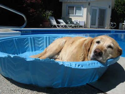 
Sorry Charlie, but your owner, University High School student Beth Ross, says the big pool is off-limits.   Photo courtesy of Beth Ross
 (Photo courtesy of Beth Ross / The Spokesman-Review)