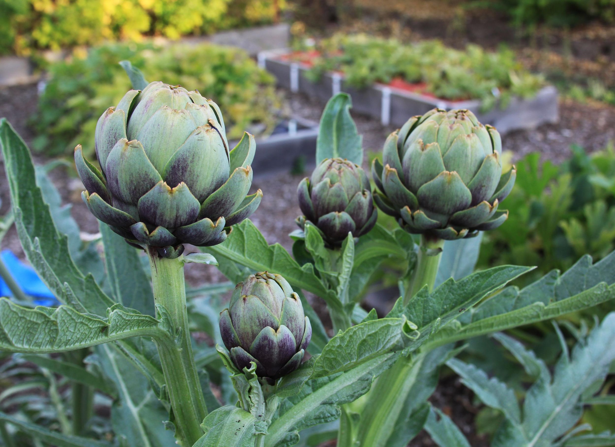 artichoke seedlings dampening artichoke seedlings dampening