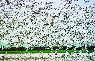 
Snow geese take flight over a farmer's field inthe Skagit Valley, where thousands of the wintering birds can cause serious damage to crops. 
 (File Associated Press / The Spokesman-Review)