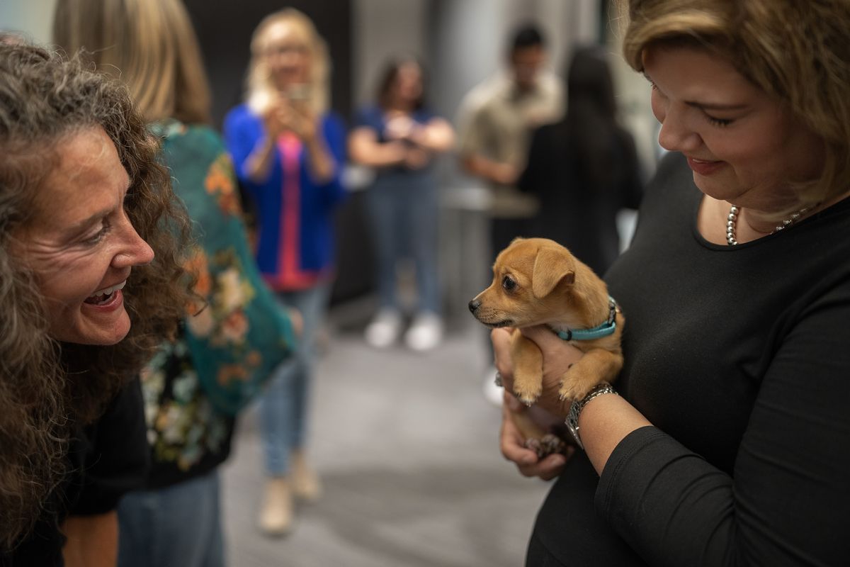 Lissa Klatt left, looks at "Sneezy" as Carrie Weber held the puppy at the Marquette Building, Aug. 14, 2024.The puppies were from a no-profit called The Bond Between.  (Jerry Holt/The Minnesota Star Tribune/TNS)