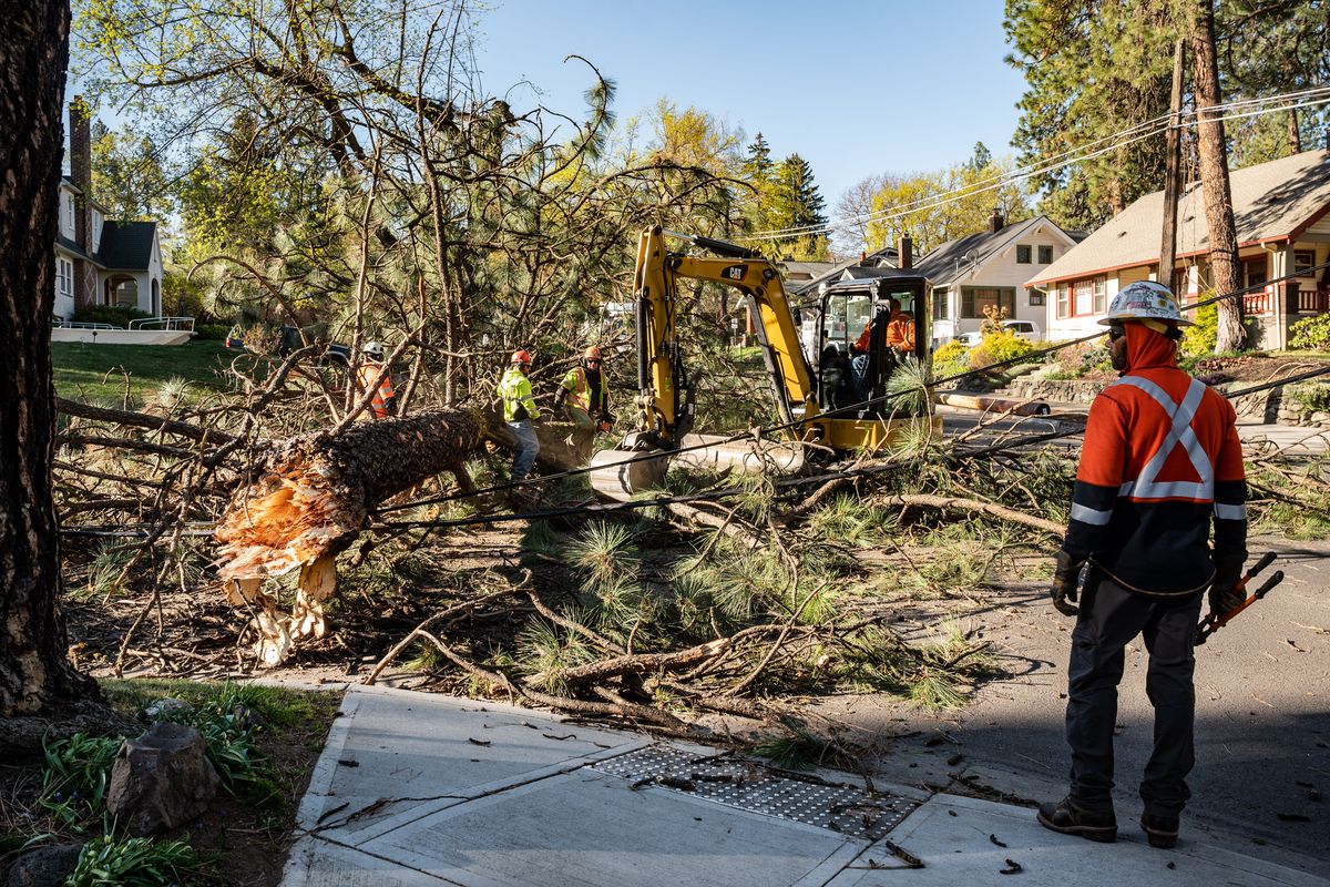 Workers remove a large ponderosa pine at 22nd Avenue and Lincoln Street that snapped, taking out power lines during Sunday night’s windstorm.  (COLIN MULVANY/THE SPOKESMAN-REVIEW)