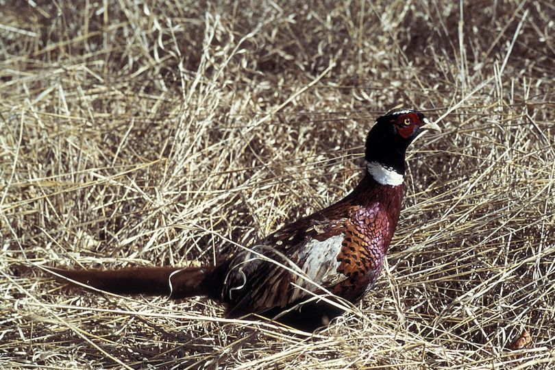 The male ring-necked pheasant is a favorite pursuit of American sportsmen.