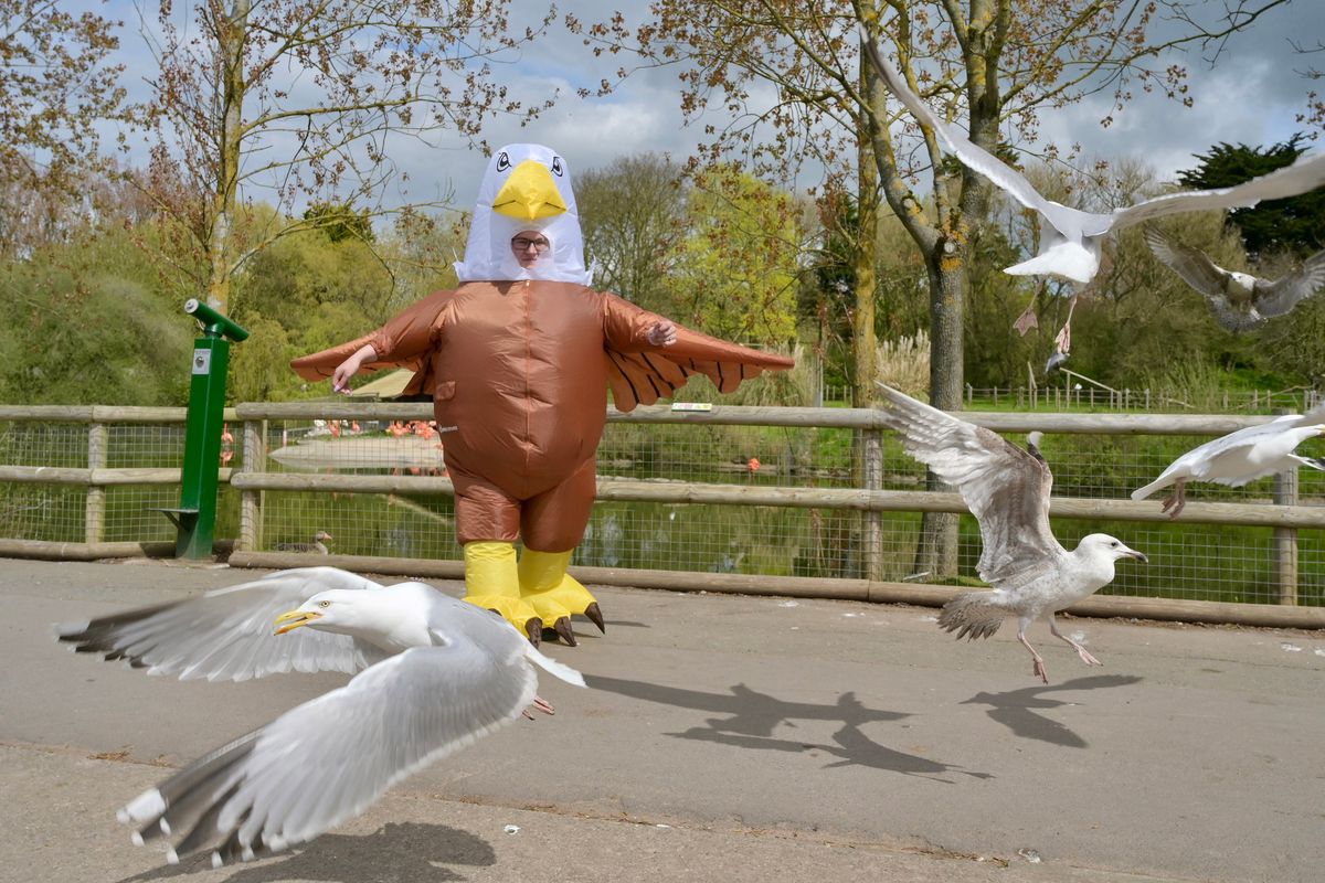 Seagull deterrent Jess Monks at work at Blackpool Zoo.  (Dave Nelson / Blackpool Zoo/Handout)