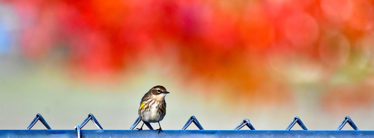 A Yellow-Rumped Warbler sits on a fence in October.  (Courtesy of Angela Marie)