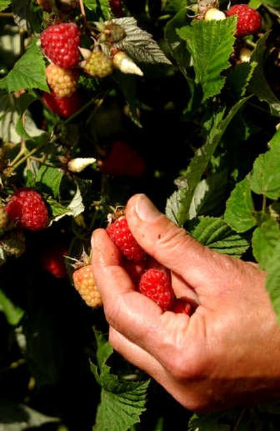 
Raspberries are a source of food and moisture for bees, too.
 (File/ / The Spokesman-Review)