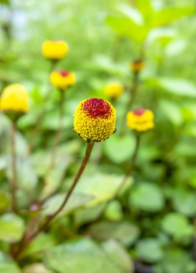 Using colorful plants with fun names – like this eyeball plant – can help keep children interested in gardening.  (Prillfoto)