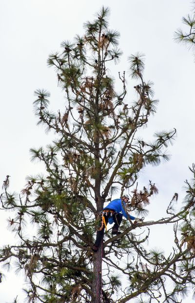Certified arborist Trevor Jensen, of Heindl Tree Care, thins the dead wood from a 100-foot pine tree, Jan 31, 2017, on the Whitworth University campus. Some 247 pine tree were toppled in wind storms in the past two years, according to grounds manager John Jesseph. The project is in the second week of a four week process. There are 2007 trees on the schools main campus. Dan Pelle/THE SPOKESMAN-REVIEW (Dan Pelle / The Spokesman-Review)