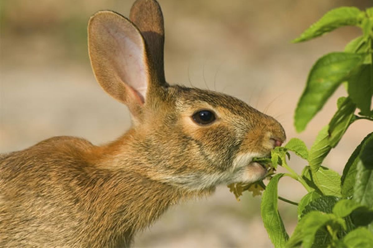 Rabbits wreaking havoc on your prized plants? Natural products use taste and smell aversions to keep critters away. (ARA)