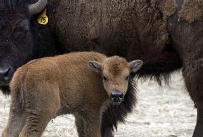 
A four-day-old baby buffalo stands by its mother Thursday in a pen in a trackside exhibit at Silverwood Theme Park. The animals have been brought to the park as a part of a trackside exhibit of Indian culture in North Idaho. 
 (Jesse Tinsley / The Spokesman-Review)