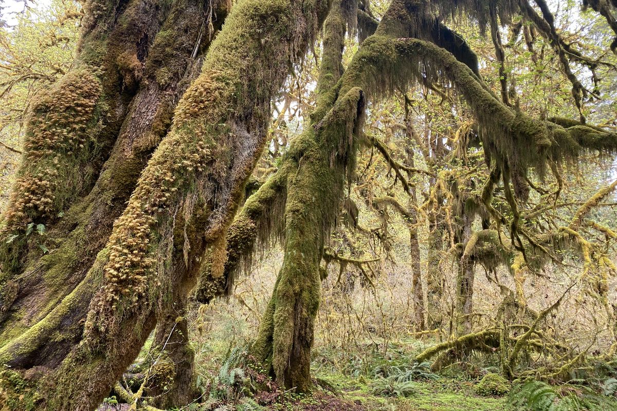 In the Hall of Mosses in the Hoh Rain Forest, where it can rain as much as 14 feet a year.  (Dan Webster)