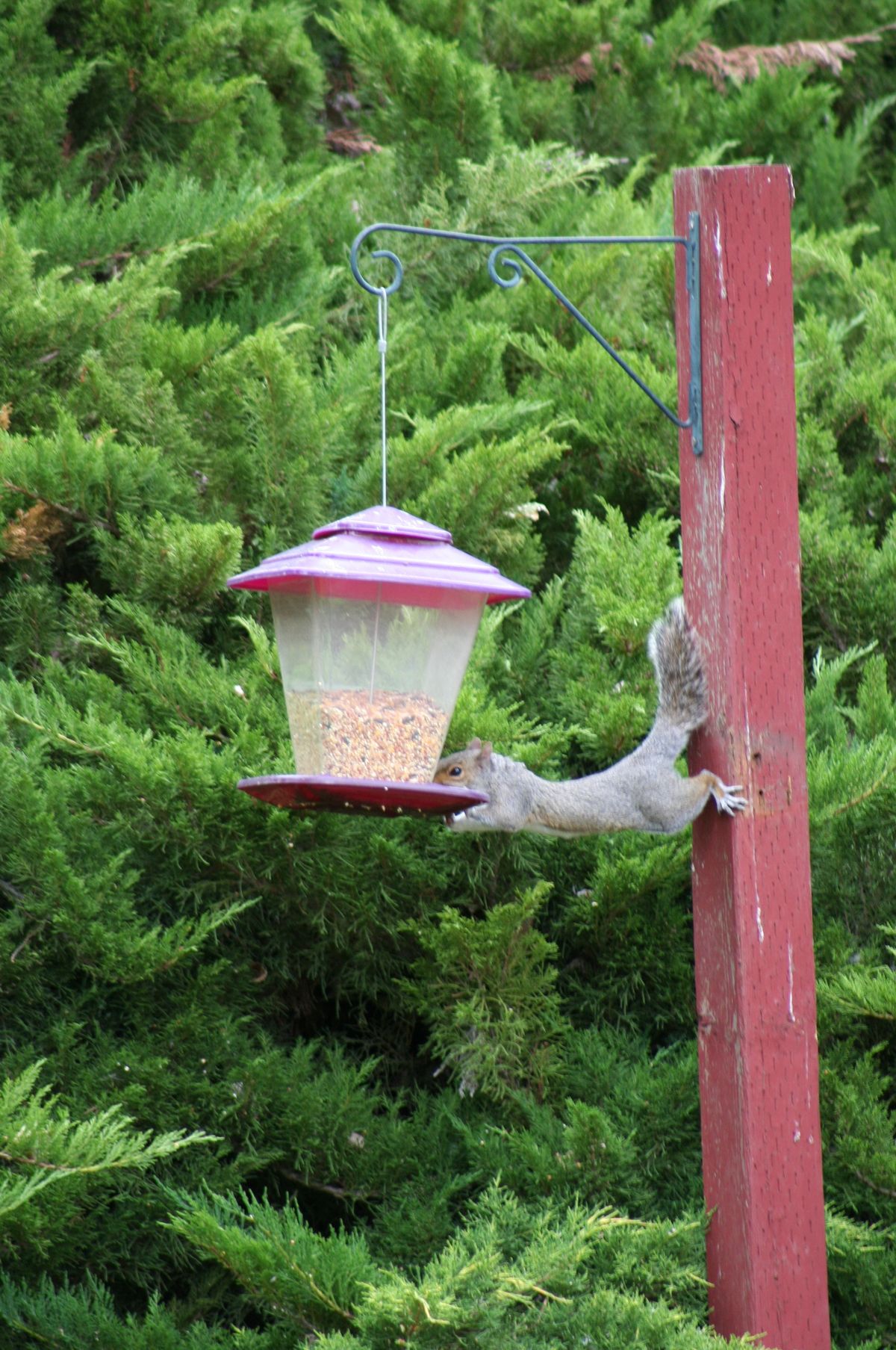 Spokane Valley’s Janice Suttner submitted this photo of “a determined squirrel eating from our bird feeder in our backyard” on June 14. (Janice Suttner)