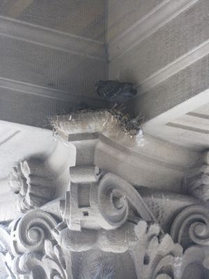 Bird's nest high atop Idaho's state Capitol, tucked under the eaves (Betsy Russell)