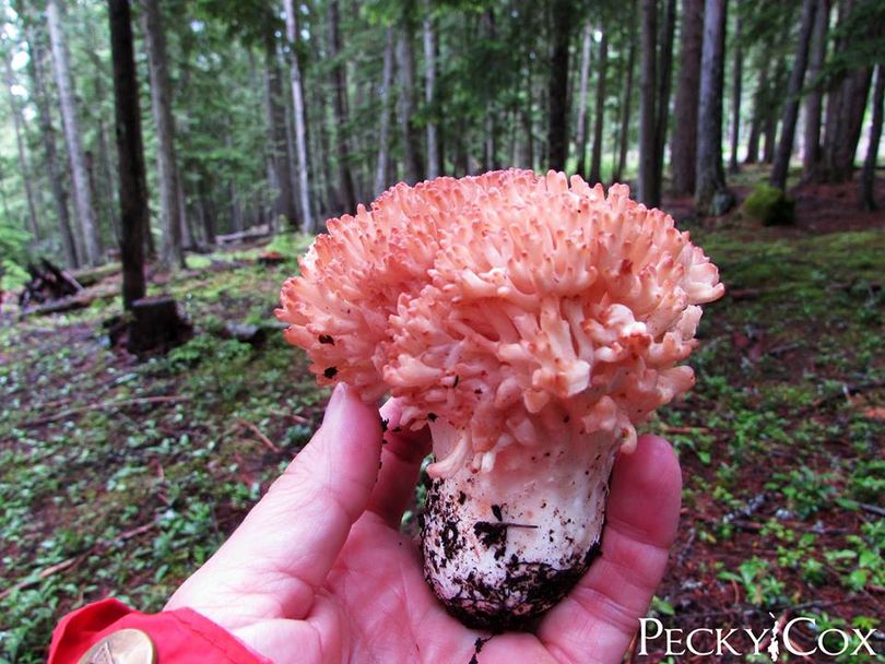 A mushroom, apparently a coral mushroom, gathered near Priest Lake.  (Pecky Cox)