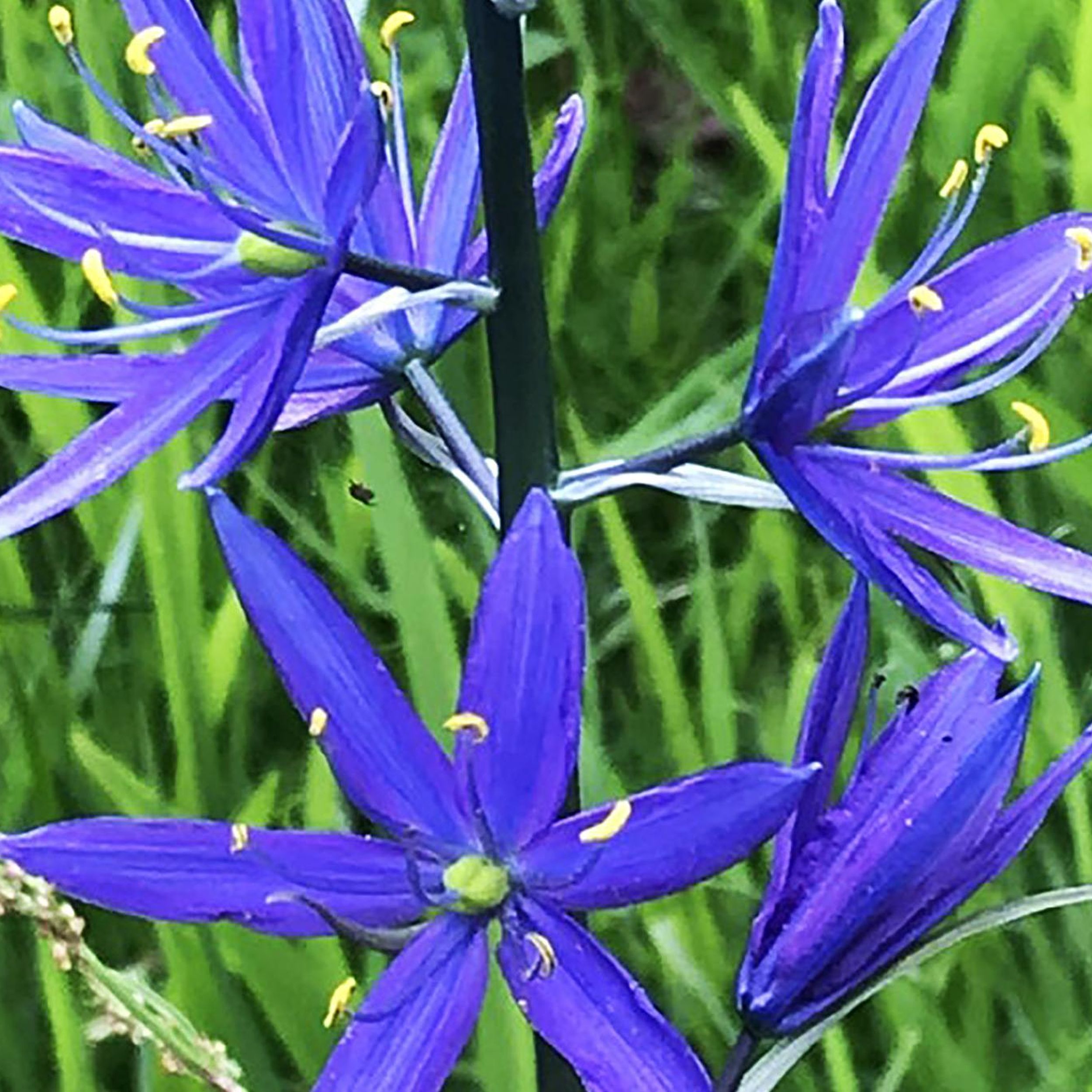 In the Garden: Digging up variety for spring blooms | The ...