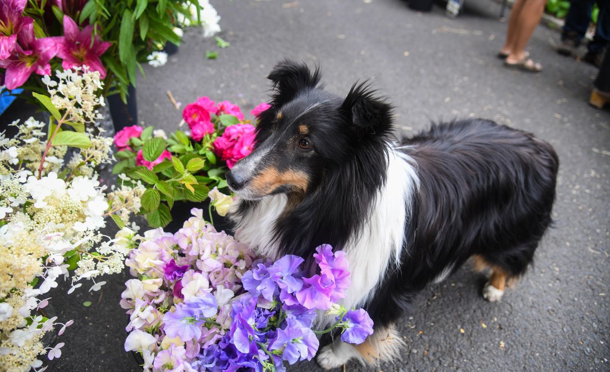 Wholesale Market Selling Local Flowers Blooms In Spokane The Spokesman Review