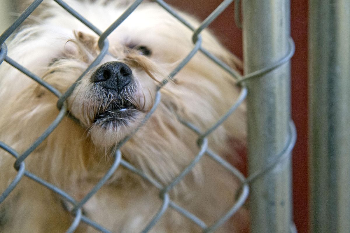 Luke, a Maltese, pushes his nose through the cage at SpokAnimal on Monday, Oct. 8, 2018. Luke is one of the dogs rescued by the United States  Humane Society from the  Korean dog meat trade and is now up for adoption. (Kathy Plonka / The Spokesman-Review)