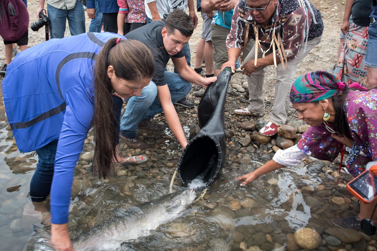 Virginia Redstar, right, Darnell Sam and Norma Sanchez release a salmon into the Columbia River on Friday. (Eli Francovich / The Spokesman-Review)