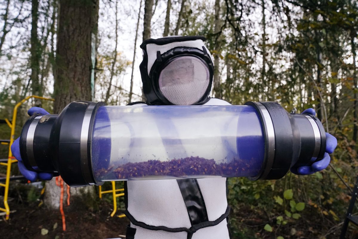 Sven Spichiger, Washington State Department of Agriculture managing entomologist, displays a canister of Asian giant hornets vacuumed from a nest in a tree behind him on Oct. 24 in Blaine, Wash.  (Elaine Thompson)
