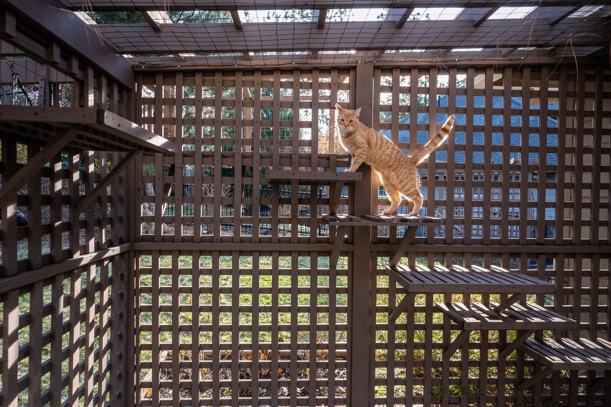 Retired musicians Cathy Cole and Kadie Nichols built a house off Rockwood Boulevard that was designed with their cats in mind. This “catio” overlooks a garden and has a long skybridge to a multi-story treehouse. The catio skybridge and treehouse are entirely enclosed in chicken wire so that the cats are protected from predators and cannot escape into the garden.  (COLIN MULVANY/THE SPOKESMAN-REVIEW)