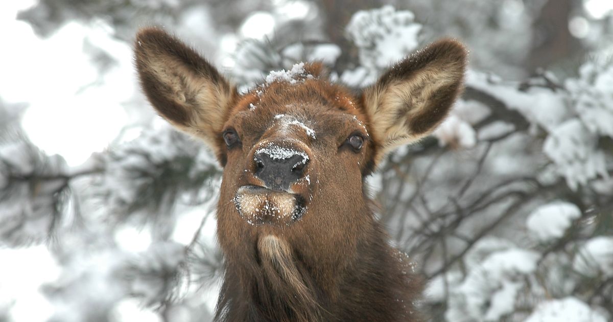 Conservation group buys 165,000 acres of Plum Creek timberlands in