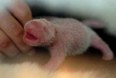 
This photo taken Aug. 9 shows a newly born giant panda, weighing 5.4 ounces, in a panda research and protection center in Wolong, in China's Sichuan Province. 
 (File/Associated Press / The Spokesman-Review)