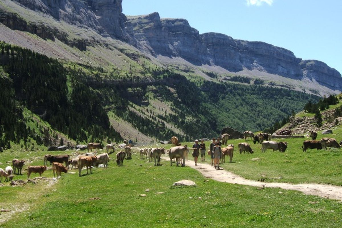 Hikers navigate through livestock on a trail in National Park of Vanoise in the French Alps. (Courtesy)