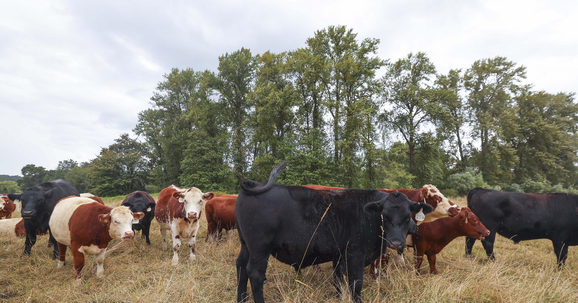 Worried about rising beef prices? WA farmers say, share a cow