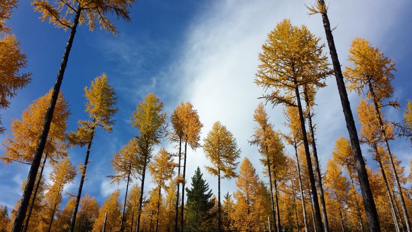 Larch tree needles turn to yellow and gold colors in October before they drop like leaves to the ground.  (Rich Landers)