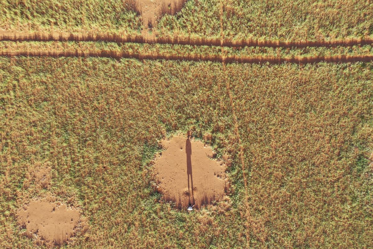 Mysterious "fairy circles," or patches of bare soil on arid grassland, have puzzled scientists for decades. MUST CREDIT: Courtesy of Stephan Getzin  (Courtesy of Stephan Getzin/Courtesy of Stephan Getzin)