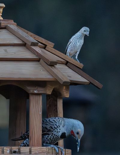 At a backyard feeder in Cheney, a house finch appears to be watching and waiting as a northern flicker eats nearby. “At feeders, house finches often lose out to bigger birds,” said ornithologist Kathy Borgmann of the Cornell Lab of Ornithology. Woodpeckers in general tend to get the best perch positions at feeders, along with the choicest food.  (Nancy Taylor Babcock)