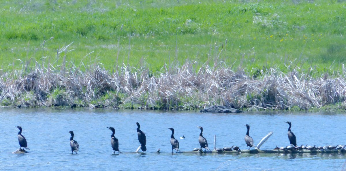 I shot this photo of cormorants and turtles at West Medical Lake using my Panasonic Lumix FZ200 point-and-shoot camera.  (Jesse Tinsley / The Spokesman-Review)