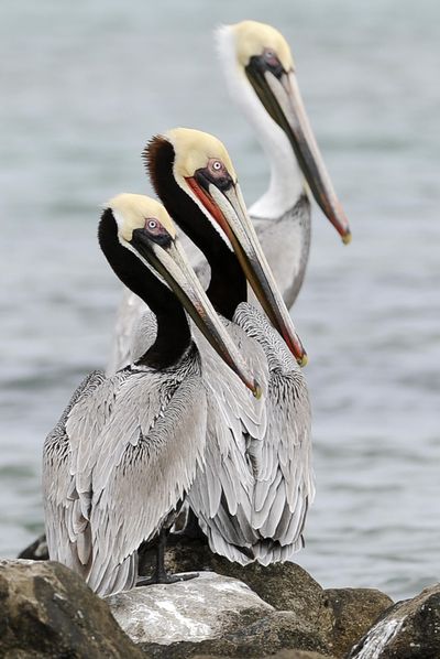 In this photo taken Tuesday, Feb. 14, 2012, three pelicans sit on rocks, off Shamrock Island near Aransas Pass, Texas.  Now that temperatures have dipped slightly this weekend, consider heading  to McNary National Wildlife Refuge for a free show. (Pat Sullivan / AP)