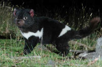 
This undated photo from Tasmania's Department of Primary Industries shows a healthy Tasmanian Devil.  A deadly disease is  threatening the species. Associated Press
 (Associated Press / The Spokesman-Review)