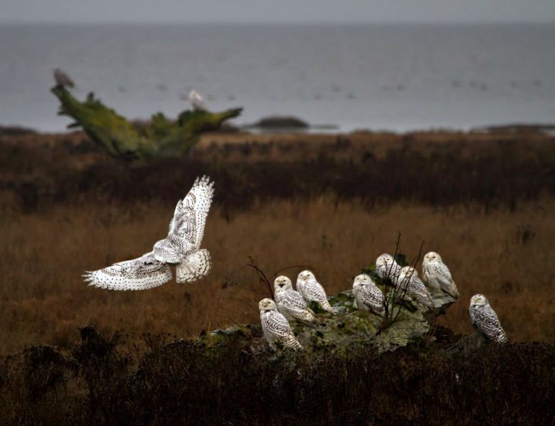 Eleven snowy owls are seen in this image made at Boundary Bay near Vancouver, British Columbia, by wildlife photographer Sandy Milliken of Post Falls, Idaho. The photo was shot in January 2012 during a season noted across northern tier of the United States for big numbers of snowy owls migrating south for the winter from their arctic territory. 
 (Sandy Milliken / Scarlet Images)