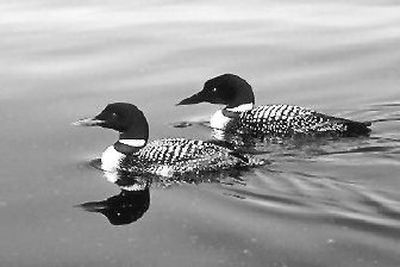 
This pair of common loons were photographed on Beth Lake in Okanogan County in August. In May, the female was found dead at the lake, apparently from a gunshot wound. The male also has disappeared. Loons are a protected species. 
 (Photo courtesy of Ginger Gumm / The Spokesman-Review)