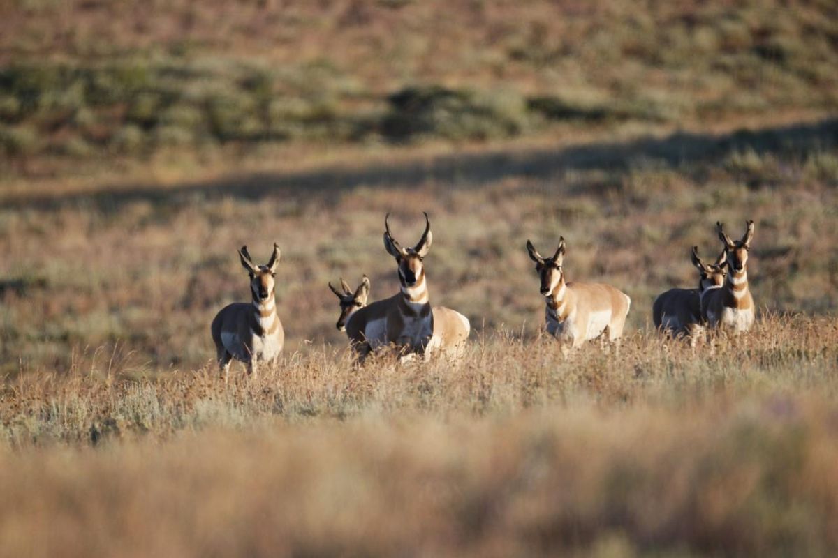 Antelope shortly after release. (Colville Tribes / Courtesy)
