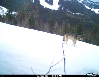 A gray wolf is photographed at 11:58 a.m. on March 30, 2017, on Mount Spokane with the ski runs of Mt. Spokane Ski and Snowboard Park in the background. (Courtesy of Hank Seipp)