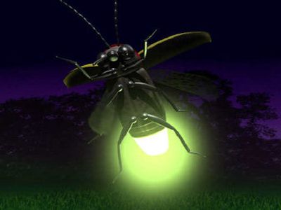 
A female photuris versicolor firefly devours a male photinus ignitus firefly to obtain defensive compounds called lucibufagins in this 1997 photo. The lovesick male firefly is lured by a female of another firefly species, which imitates the male's mating signal. 
 (Knight Ridder / The Spokesman-Review)