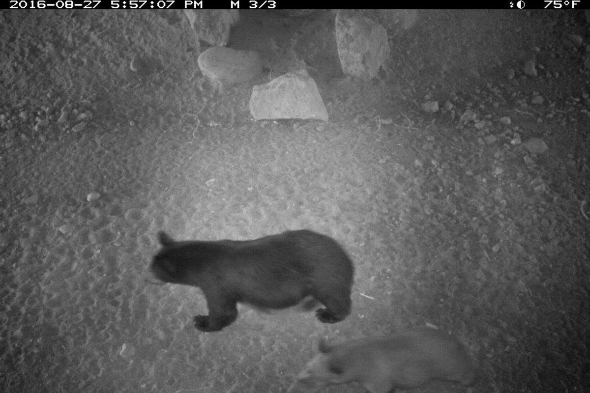 Trail cameras captured images of a bear using wildlife underpasses on  U.S. 95 north of Bonners Ferry. (Idaho Department of Fish and Game)