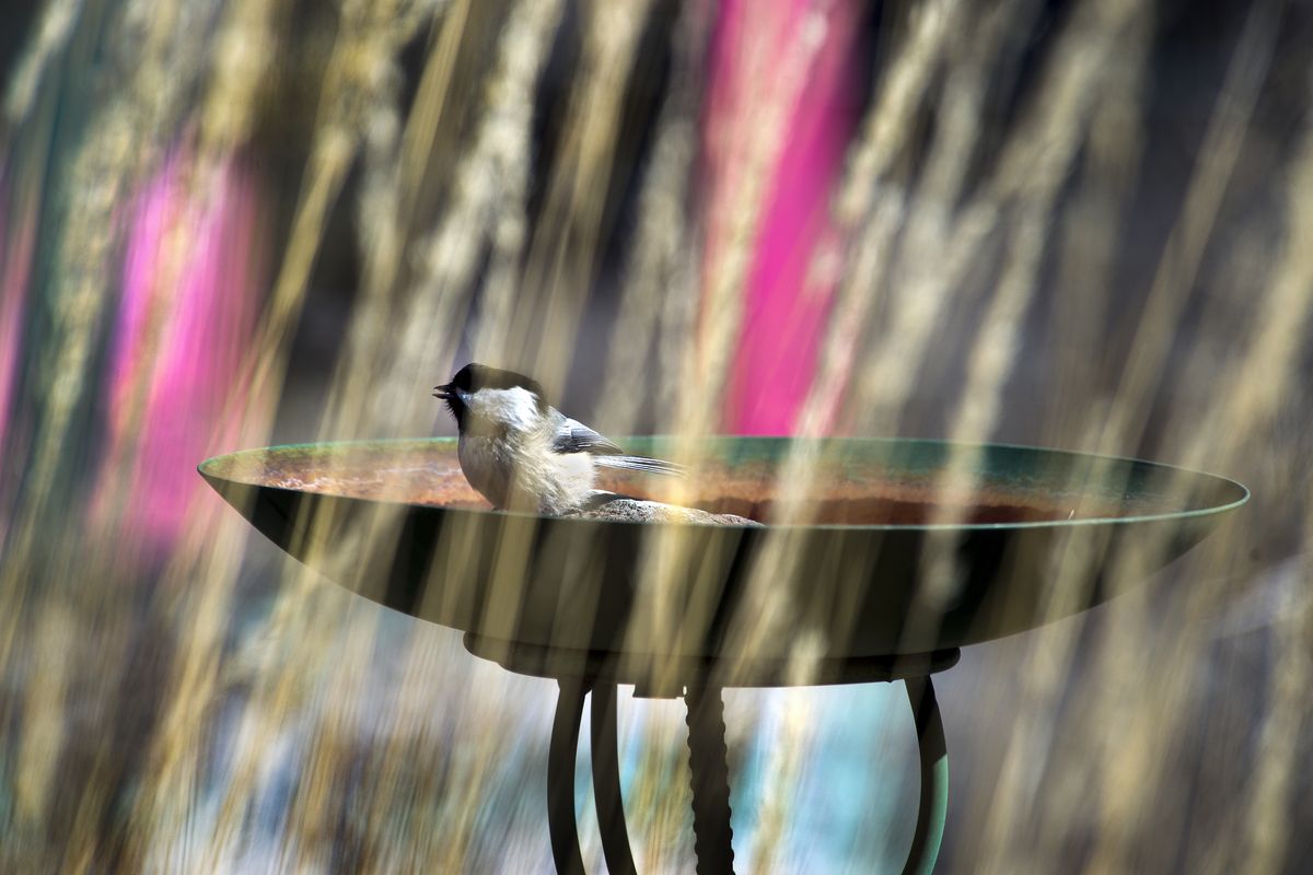 A black-capped Chickadee visits a birdbath in Laren Sunde’s garden near Spangle. (Dan Pelle)