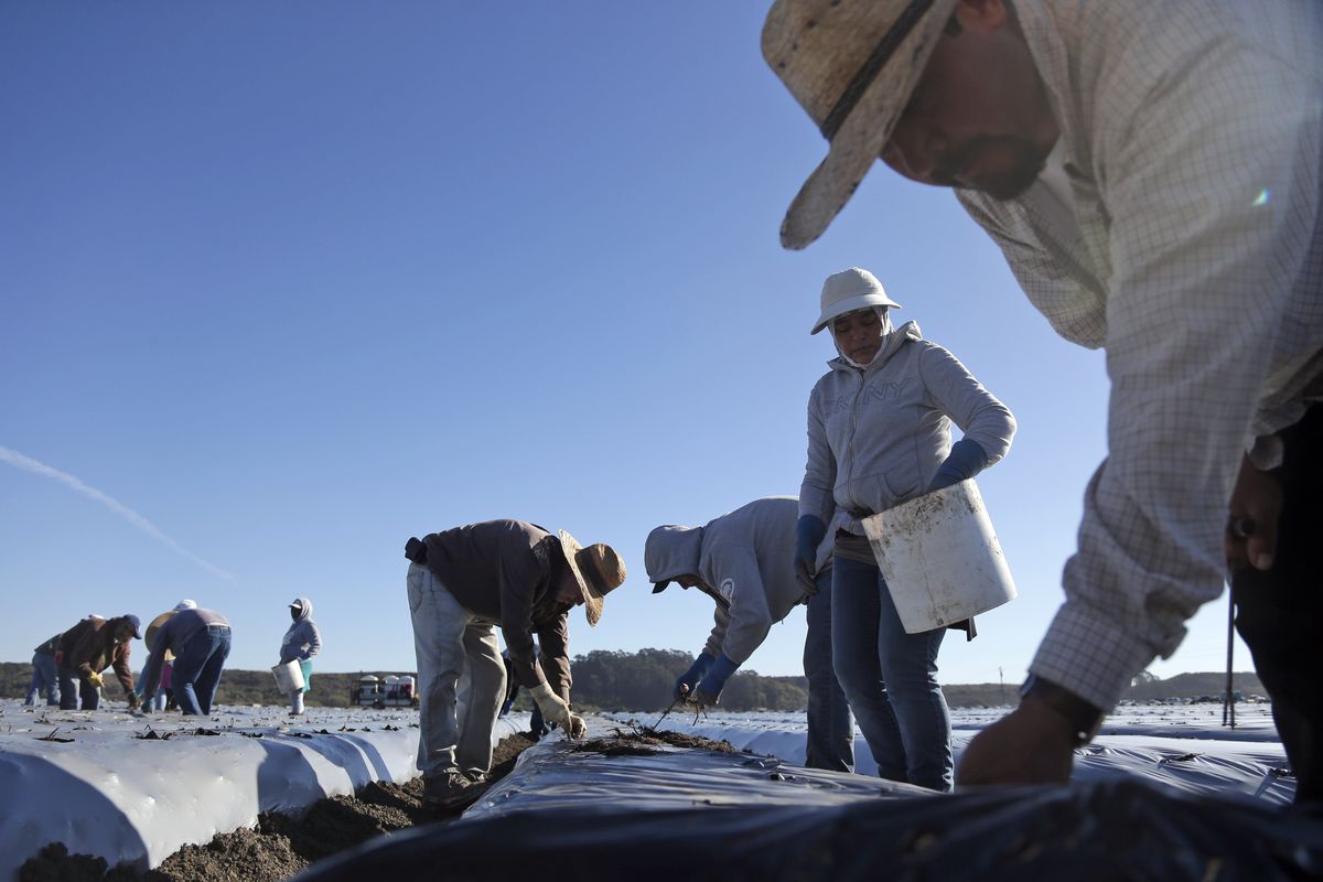 Workers plant strawberries in Watsonville, Calif., in November. (Associated Press)