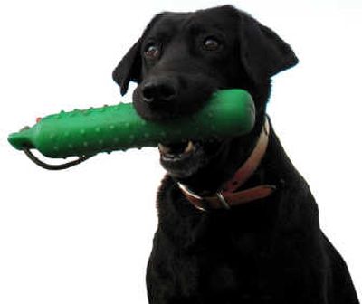 
The retriever in your house is eager for spring training.
 (File / The Spokesman-Review)