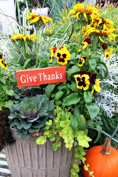 You will find these cool-weather favorites at your local garden center. Pansies thrive in the cooler temperatures of fall and during mild winters when your summer annuals fade or succumb to frost. (Barbara Helgason/Dreamstime/TNS)