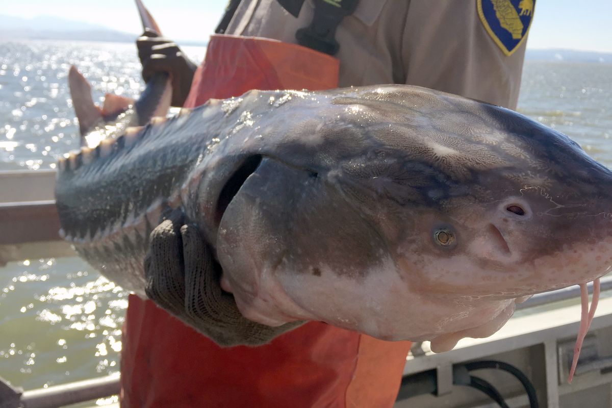 A white sturgeon is held on a boat after being caught by California state fishery officials in 2016 in San Pablo Bay.  (Stephen Gonzalez/California Department of Fish and Wildlife/TNS)