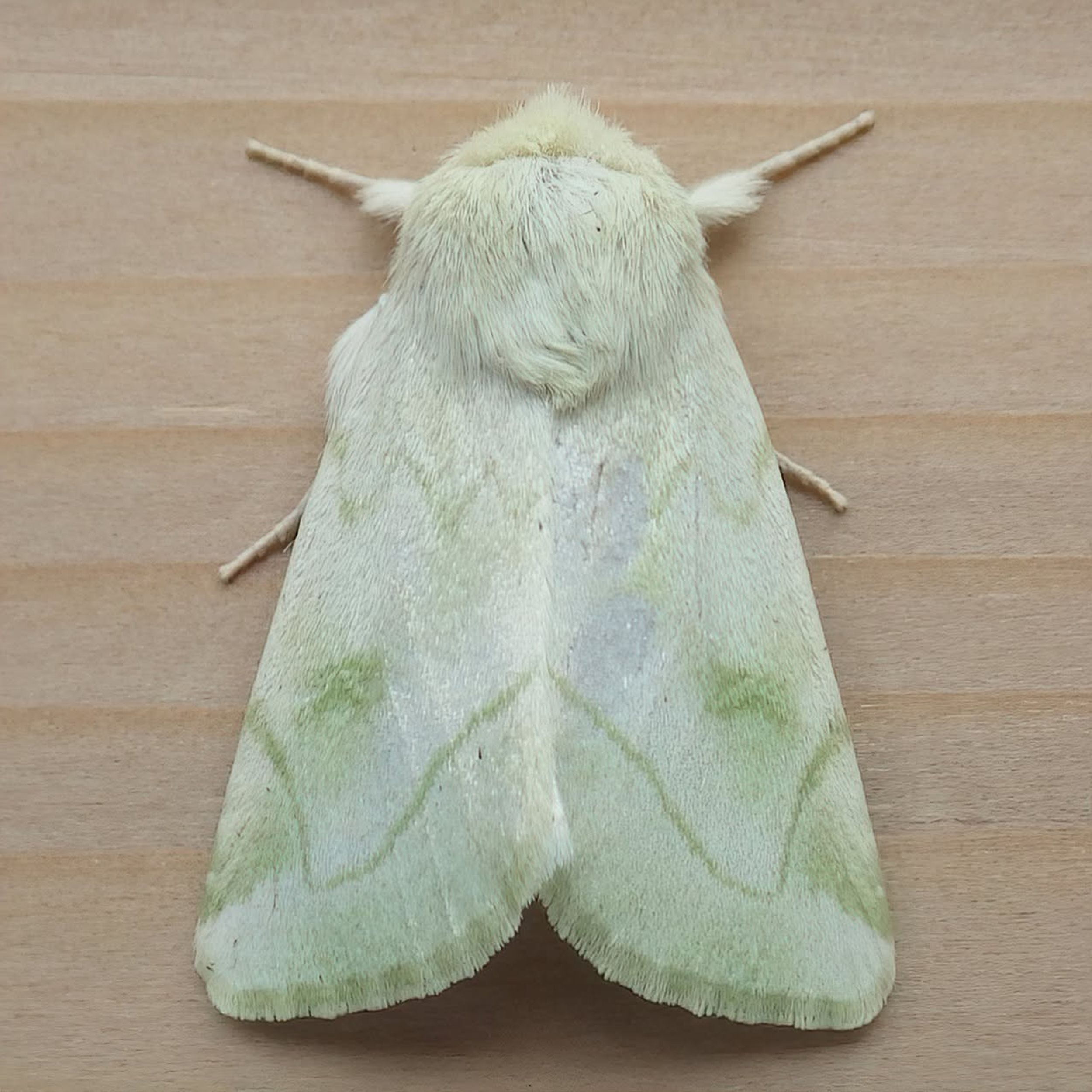 Cool critters: Let magnificent elder moths lure you into the dark