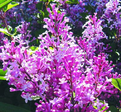 
Dwarf lilacs make a good choice for gardens without enough room for a large shrub. 
 (Courtesy of Lindsay Prager / The Spokesman-Review)