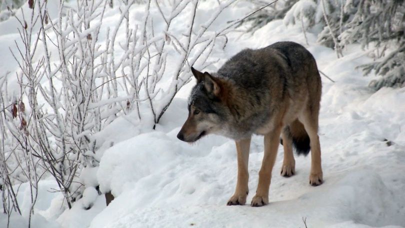 In this image made from video taken on Monday, Dec. 14, 2015, a wolf walks through the snow at a wolf enclosure in Ranua Wildlife Park in Ranua, Finland. Finnish authorities say a second, government-sanctioned trial wolf hunt is set to begin in 2016 in an attempt to manage numbers and curb poaching.  (Associated Press)