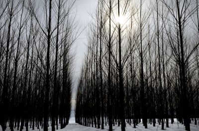 The roots of a 55-acre grove of hybrid poplars soak up treated wastewater from the Hayden area.  (Kathy Plonka / The Spokesman-Review)