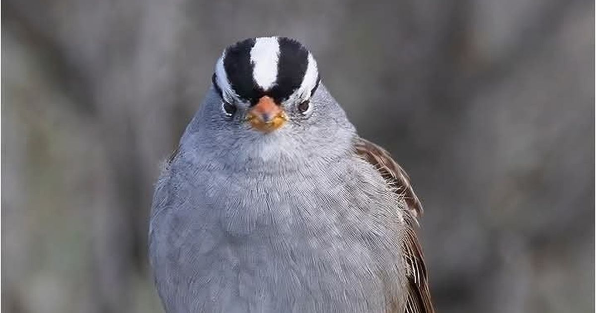Cool Critters: These birds of a feather speak together – with accents